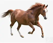 马格德堡冒尖成功，实力渐显